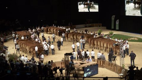 Les concours du Sommet de l'élevage ont lieu dans le Zénith d'Auvergne pour les bovins viande et dans le hall 4 pour les bovins lait. (©Sommet de l'élevage) Les concours du Sommet de l'élevage ont lieu dans le Zénith d'Auvergne pour les bovins viande et dans le hall 4 pour les bovins lait. (©Sommet de l'élevage)