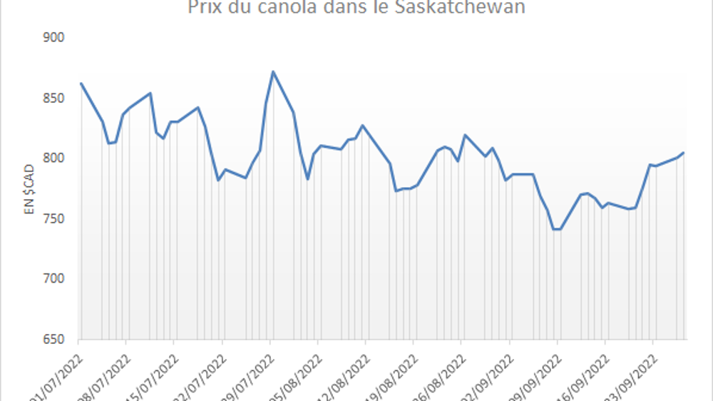Le canola canadien enregistre un rapide retournement haussier.