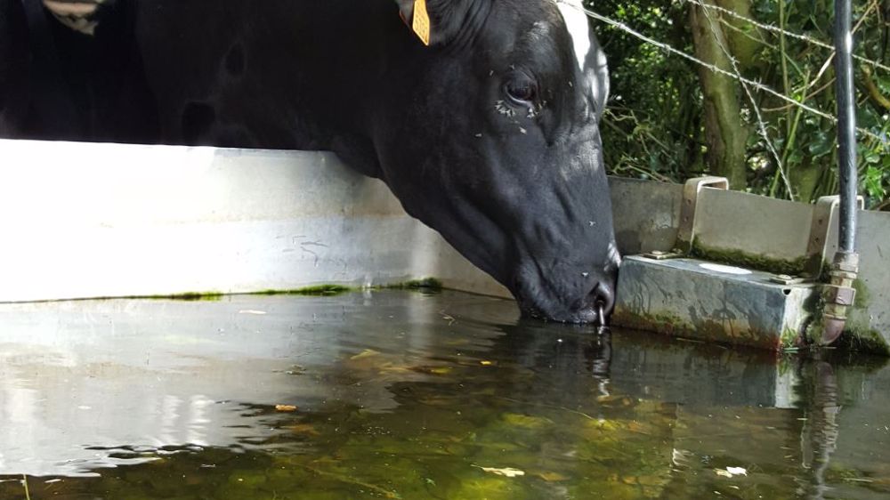 Pour la Confédération paysanne, l'accès à l'eau doit être réservé en priorité à l'abreuvement des animaux, au maraichage, ou encore à l'arboriculture. (©Terre-net Média)