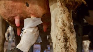La réduction des antibiotiques en élevage laitier passe par un traitement sélectif au tarissement et une rationalisation des utilisations lors des mammites cliniques. (©Adobe stock) La réduction des antibiotiques en élevage laitier passe par un traitement sélectif au tarissement et une rationalisation des utilisations lors des mammites cliniques. (©Adobe stock)