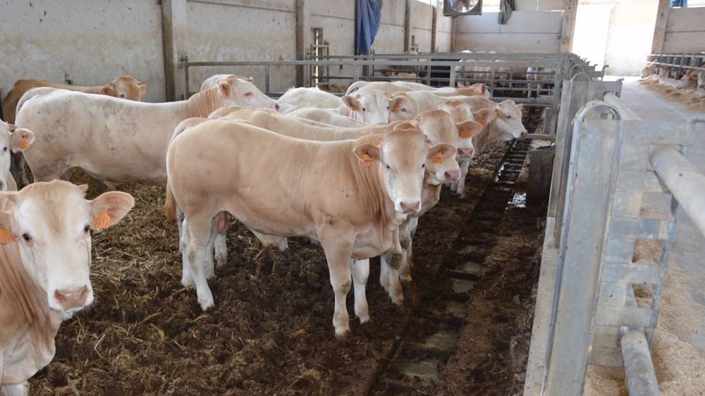 L'étude continue pour les éleveurs, la CA02 et l'Idele : un nouveau projet est lancé pour identifier les impacts économiques de lésions podales en jeunes bovins. À suivre donc... (©Terre-net Média)