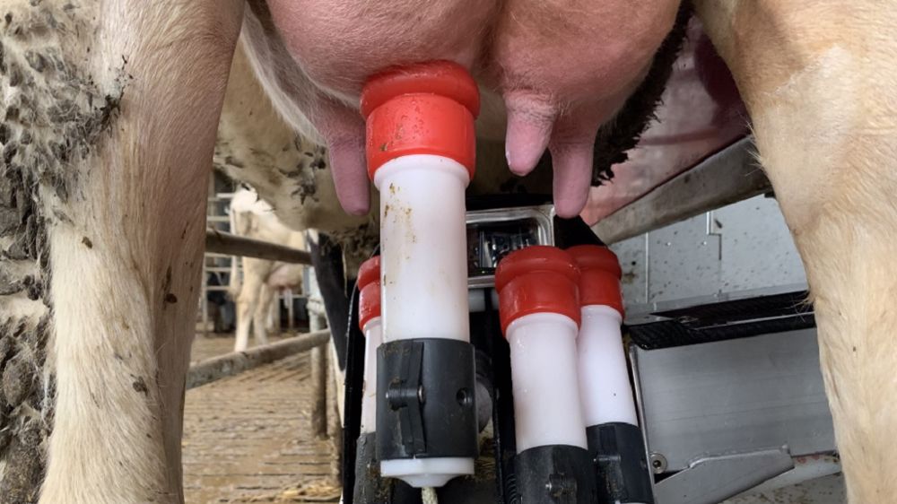 Lactalis France et l’Unell ont trouvé un accord sur le prix du lait payé aux producteurs partenaires approchant les 500 €/1000 l. (©Terre-net Média) Lactalis France et l’Unell ont trouvé un accord sur le prix du lait payé aux producteurs partenaires approchant les 500 €/1000 l. (©Terre-net Média)