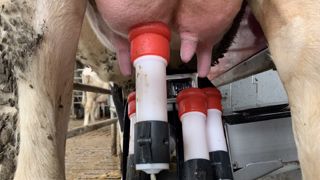 Lactalis France et l’Unell ont trouvé un accord sur le prix du lait payé aux producteurs partenaires approchant les 500 €/1000 l. (©Terre-net Média) Lactalis France et l’Unell ont trouvé un accord sur le prix du lait payé aux producteurs partenaires approchant les 500 €/1000 l. (©Terre-net Média)