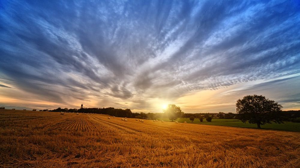 Les cultures françaises profitent de conditions optimales. (©Pixabay)