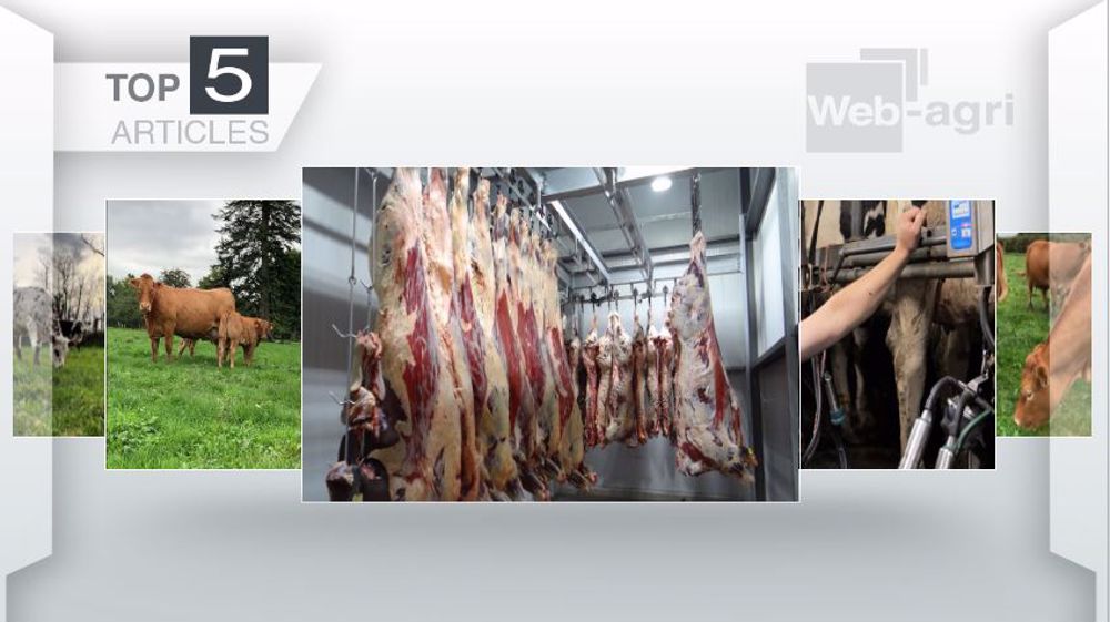Articles les plus lus sur Web-agri cette semaine. (©Terre-net Média)