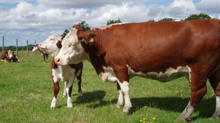 La Hereford est l'une des race à viande les plus répandue, avec 5 millions d'animaux présents dans 50 pays différents. (© Pixabay) La Hereford est l'une des race à viande les plus répandue, avec 5 millions d'animaux présents dans 50 pays différents. (© Pixabay)