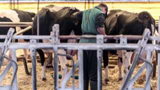 Certains éleveurs réalisent eux-mêmes les échographies de leurs vaches. (©Sodel Vladyslav Adobe stock) Certains éleveurs réalisent eux-mêmes les échographies de leurs vaches. (©Sodel Vladyslav Adobe stock)