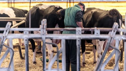 Certains éleveurs réalisent eux-mêmes les échographies de leurs vaches. (©Sodel Vladyslav Adobe stock)