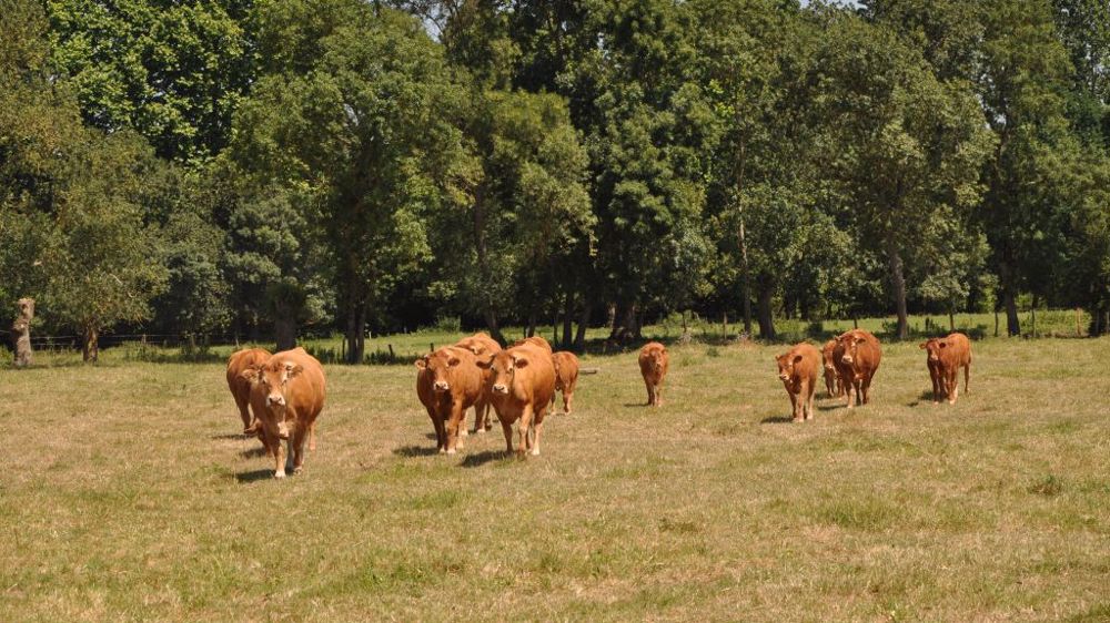 Sera-t-il pertinent demain d'irriguer les prairies ? Quid du rendement et des valeurs alimentaires des fourrages ? (©Terre-net Média)