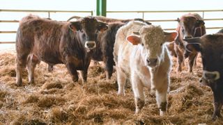 La réforme de la Pac a des impacts très différents en fonction des systèmes d'élevage, notamment entre allaitants et laitiers. (©Terre-net Média) La réforme de la Pac a des impacts très différents en fonction des systèmes d'élevage, notamment entre allaitants et laitiers. (©Terre-net Média)