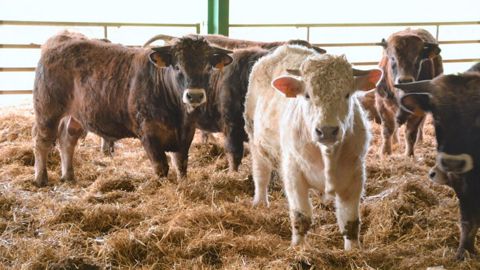 La réforme de la Pac a des impacts très différents en fonction des systèmes d'élevage, notamment entre allaitants et laitiers. (©Terre-net Média) La réforme de la Pac a des impacts très différents en fonction des systèmes d'élevage, notamment entre allaitants et laitiers. (©Terre-net Média)