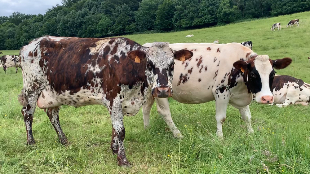 La diminution de l'exposition des animaux aux antibiotiques est essentiellement portée par le moindre recours aux traitements par voie orale, comme les prémélanges médicamenteux. (© Terre-net media)