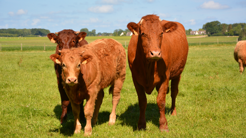 Les données d'abattage proviennent des animaux commercialisés par l'ensemble des élevages suivis pas Bovin croissance. (© Terre-net Média) Les données d'abattage proviennent des animaux commercialisés par l'ensemble des élevages suivis pas Bovin croissance. (© Terre-net Média)