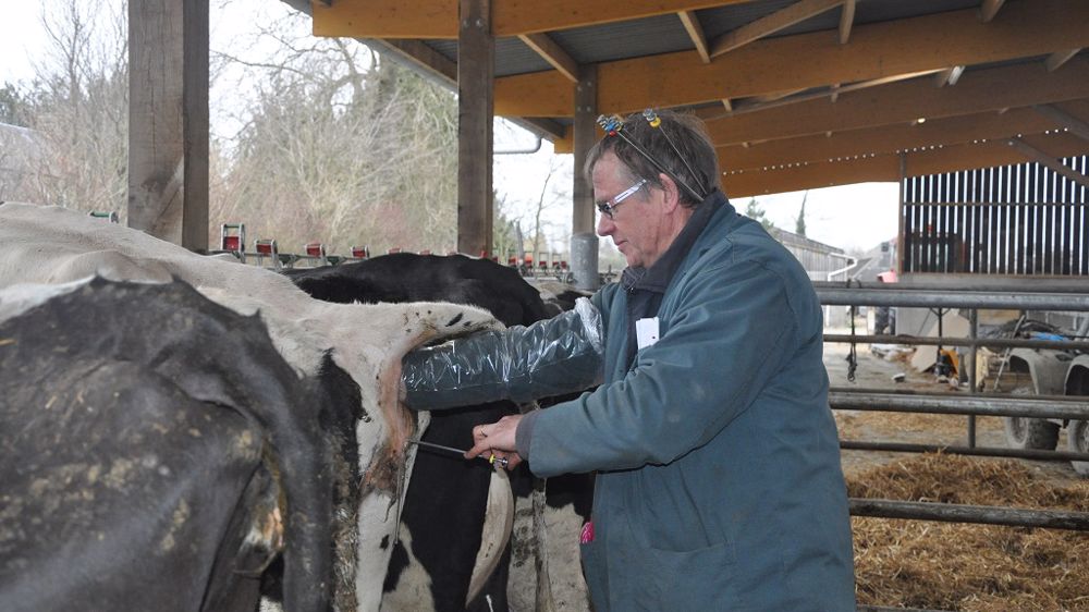 7,5 % des élevages pratiquant l'insémination ont recours à l'IPE (©Terre-net Média) 