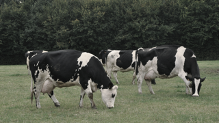 Au vu des astreintes générées, la rémunération des éleveurs laitiers est considérée comme insuffisante. (©Terre-net Média) Au vu des astreintes générées, la rémunération des éleveurs laitiers est considérée comme insuffisante. (©Terre-net Média)
