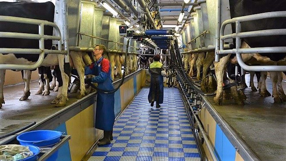 Difficile de fidéliser les salariés en élevage... Une solution pourtant au manque de bras et au renouvellement des actifs ! (©Terre-net Média) Difficile de fidéliser les salariés en élevage... Une solution pourtant au manque de bras et au renouvellement des actifs ! (©Terre-net Média)