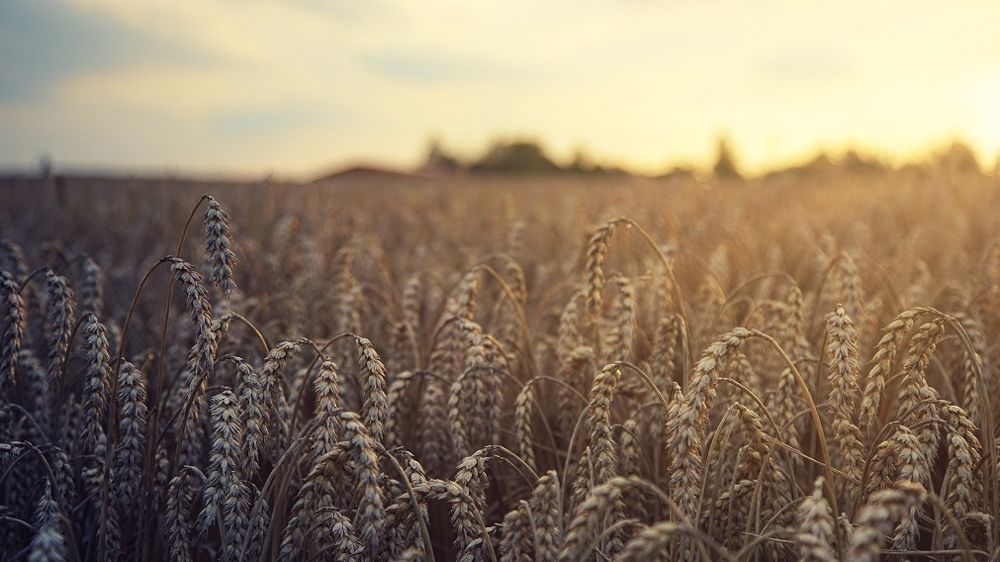 Le marché des céréales a beaucoup de questions et encore peu de réponses. (©Pixabay)