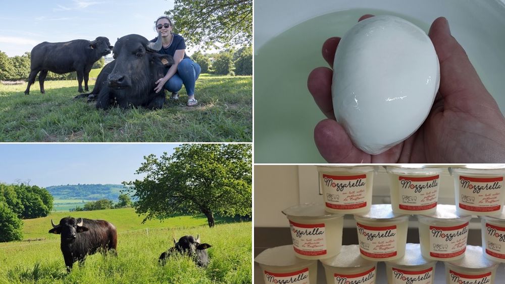 Alessia Baron s'est lancée dans l'élevage de bufflonnes et la production de mozzarella... en Isère ! (©Casa Baronessa)