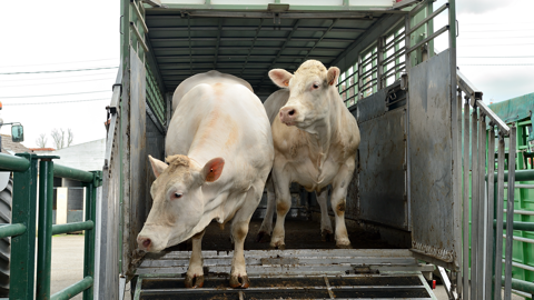 Transporter des animaux à plus de 65 km de l'exploitation demande des autorisations particulières. (©AdobeStock) Transporter des animaux à plus de 65 km de l'exploitation demande des autorisations particulières. (©AdobeStock)