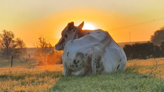 Les vaches laitières sélectionnées pour faire plus de lait, mais pas que ! Les vaches laitières sélectionnées pour faire plus de lait, mais pas que !