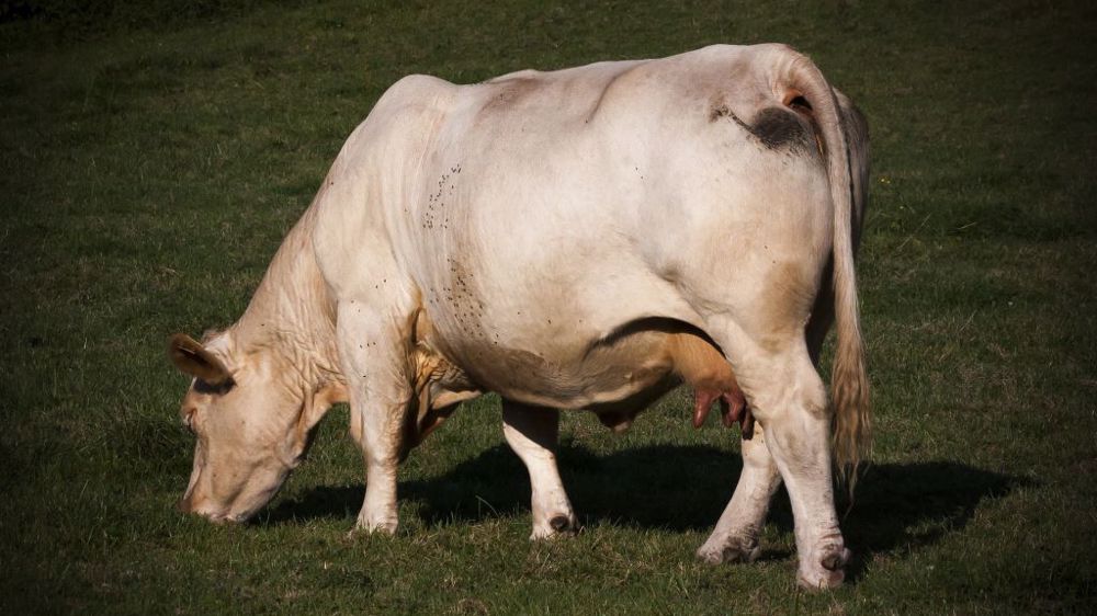Le printemps, meilleure saison pour finir ses vaches de réforme au pâturage Le printemps, meilleure saison pour finir ses vaches de réforme au pâturage