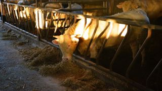 Le taux de TVA sur les aliments pour animaux passe de 10 % à 5,5 % en 2023. (©Terre-net Média)