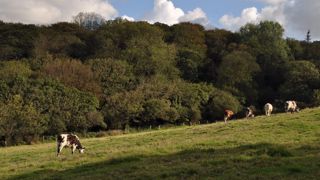 Entre 1 et 2 % des prairies permanentes du Grand Est sont remises en culture chaque année. (©Terre-net Média)