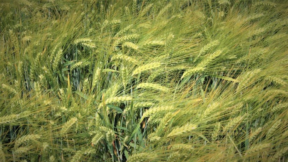 La récolte d'orge au Canada avoisinerait les 10 Mt, une hausse de 44 % par rapport à la campagne précédente (©Terre-net Média)