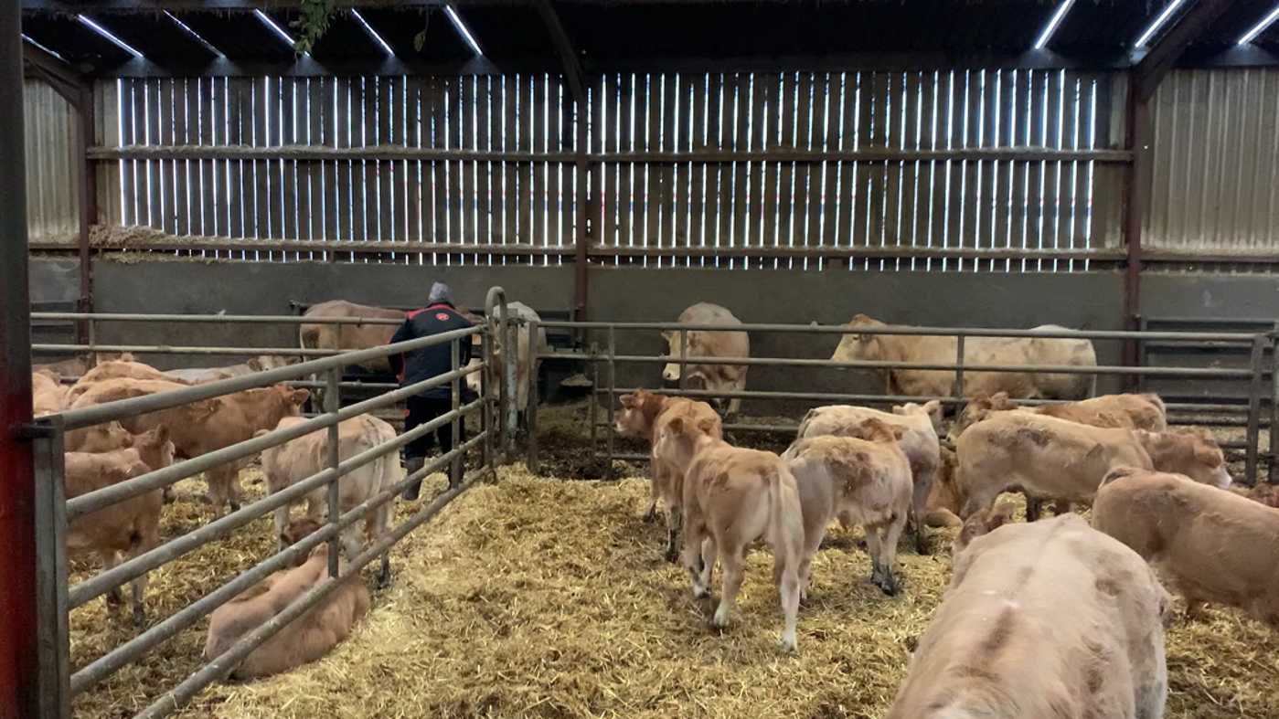 Bovin viande : Limiter le nombre de tétées pour améliorer les performances