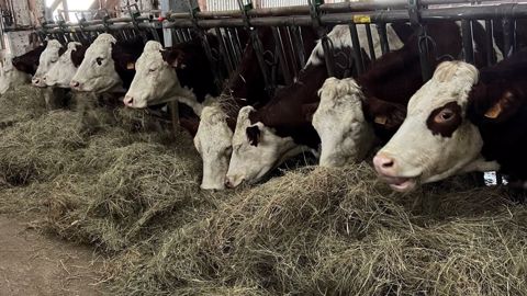 Il va manquer de fourrages chez près d'un tiers des éleveurs