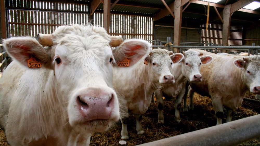 Selon un peu moins d'un quart des éleveurs de vaches allaitantes, lecteurs de Web-agri, les prix moyens de la viande en 2023 pourraient dépasser ceux de 2022. (©Terre-net Média)