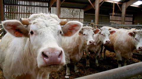 Selon un peu moins d'un quart des éleveurs de vaches allaitantes, lecteurs de Web-agri, les prix moyens de la viande en 2023 pourraient dépasser ceux de 2022. (©Terre-net Média) Selon un peu moins d'un quart des éleveurs de vaches allaitantes, lecteurs de Web-agri, les prix moyens de la viande en 2023 pourraient dépasser ceux de 2022. (©Terre-net Média)