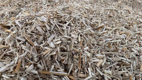 Le miscanthus serait deux fois plus absorbant que la paille, à condition de l'ensiler bien éclaté car c'est le cœur spongieux des tiges qui détient ce pouvoir absorbant. (©Terre-net Média)