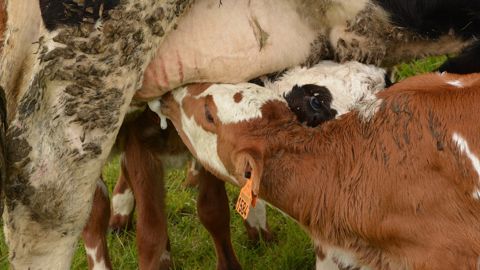 L'allaitement maternel permet de limiter les problèmes sanitaires en élevage. (© Terre-net Média)