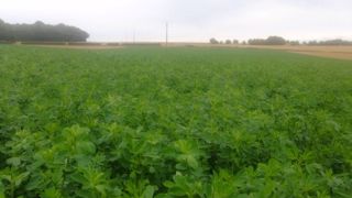 Si la filière luzerne déshydratée a moins souffert que d'autres secteurs de la hausse des prix de l'énergie, elle espère maintenir les surfaces en 2023 dans un contexte de marché tendu et de risque de manque d'eau. (©Terre-net Média)