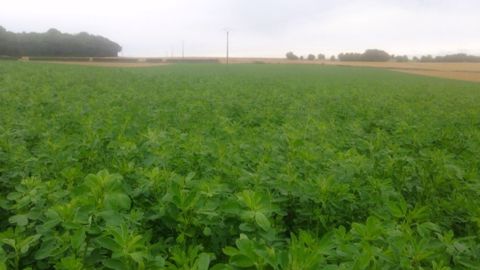 Si la filière luzerne déshydratée a moins souffert que d'autres secteurs de la hausse des prix de l'énergie, elle espère maintenir les surfaces en 2023 dans un contexte de marché tendu et de risque de manque d'eau. (©Terre-net Média)
