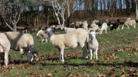 Brebis de race Tarasconnaise