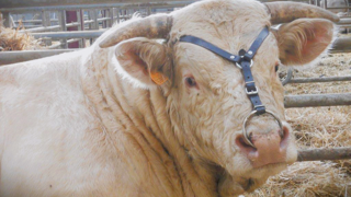 Les contrôles de fertilité permettent d'éviter de mettre des taureaux stériles avec les vaches. (©Gaec des Granges de Vesvres ) Les contrôles de fertilité permettent d'éviter de mettre des taureaux stériles avec les vaches. (©Gaec des Granges de Vesvres )