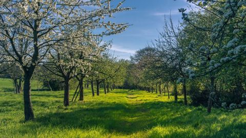 Cidre, poiré, calvados...sont produits sur la ferme. (©Pixabay)