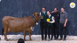 Lorie sacrée grande championne du concours Tarentaise Lorie sacrée grande championne du concours Tarentaise