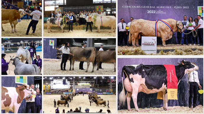 Palmarès, photos, live et replays des concours bovins