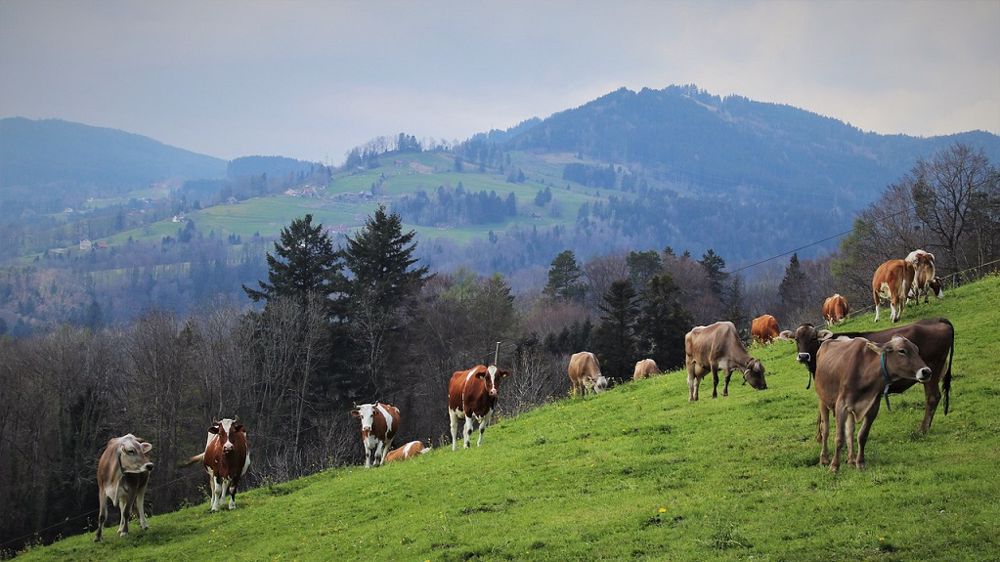 Dans la région, 67 % des agriculteurs s'installent en zone de montagne. (©Pixabay)