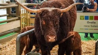 Égérie du salon, la vache Ovalie prend ses quartiers Égérie du salon, la vache Ovalie prend ses quartiers
