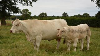 La précocité de développement correspond au pourcentage du poids adulte atteint pour un âge donné. (© Terre-net Média)