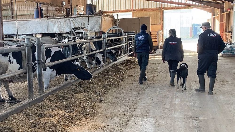 Retraite ne veut pas toujours dire arrêt complet du travail chez les éleveurs. Beaucoup continuent d'aider leurs enfants sur la ferme. Il ne faut pas oublier de les couvrir en cas d'accident. (©Terre-net Média)