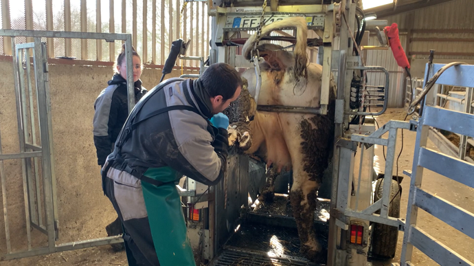 La parage des bovins est essentiel à leur confort. (Terre-net Média)