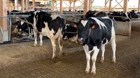 Même si un critère génétique a une héritabilité faible, s'il présente une forte variabilité, c'est encourageant et favorable à l'évolution génétique. C'est le cas notamment pour la santé des pieds en bovins. (©Terre-net Média)