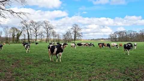 A. Thibault (27) : « On démarre par 3 h de pâturage pour la transition »