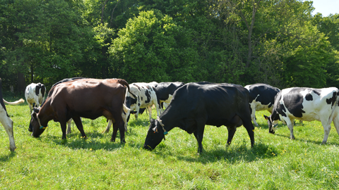 La bonne valorisation du gisement en herbe repose sur un pâturage efficace tout au long de l’année. (© Terre-net Média)