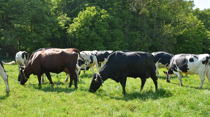 La bonne valorisation du gisement en herbe repose sur un pâturage efficace tout au long de l’année. (© Terre-net Média)